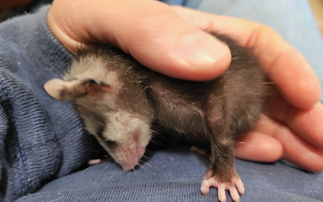 Wildlife Rehabilitators: The Unpaid Heroes of Wildlife Conservation