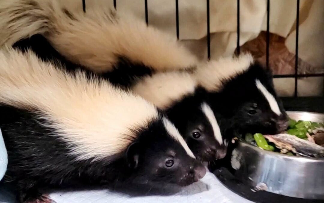Why You Rarely See Skunks in Southern Moore County, NC