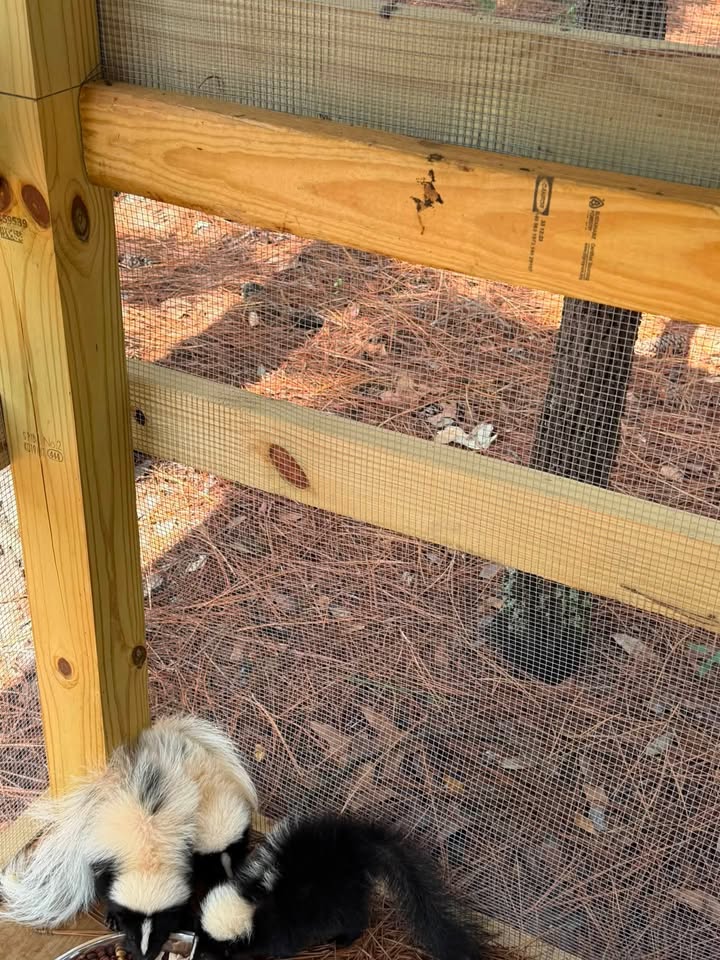 Ringtail Rescue & Sanctuary