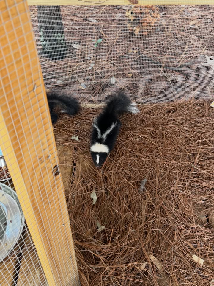 Ringtail Rescue & Sanctuary