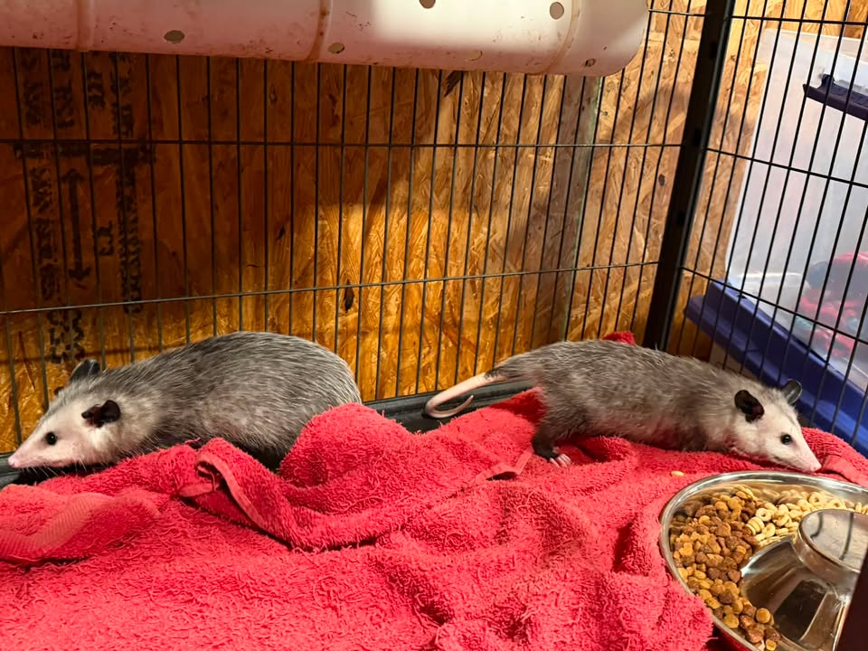 Ringtail Rescue & Sanctuary