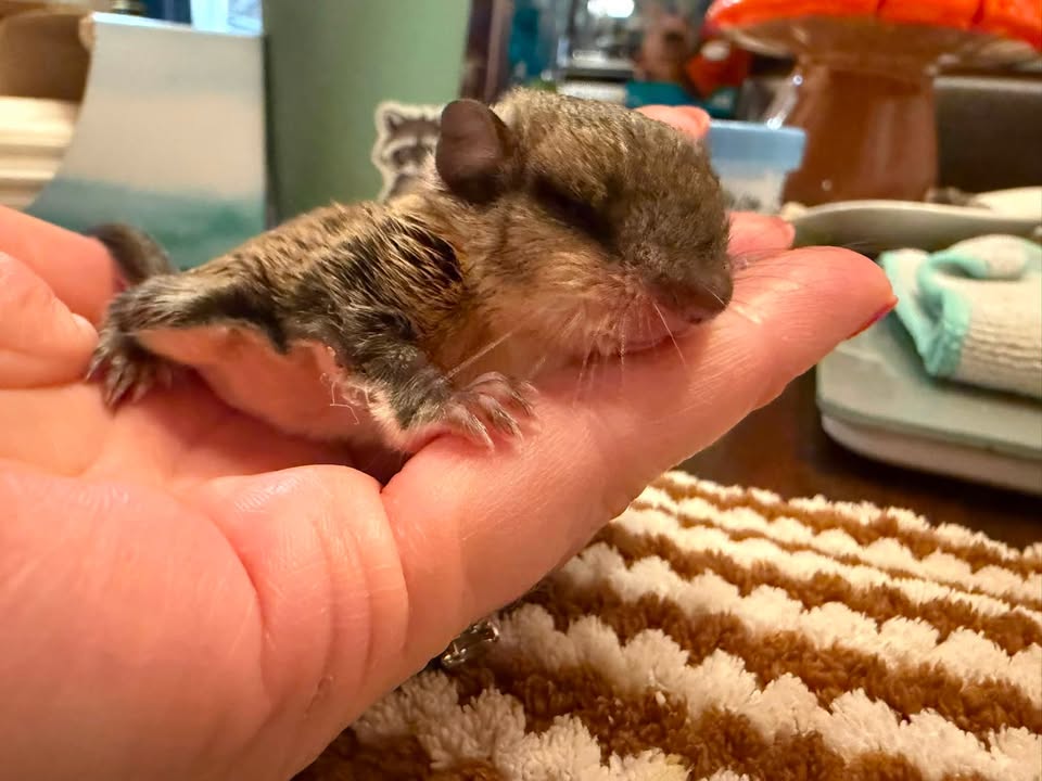 Ringtail Rescue & Sanctuary