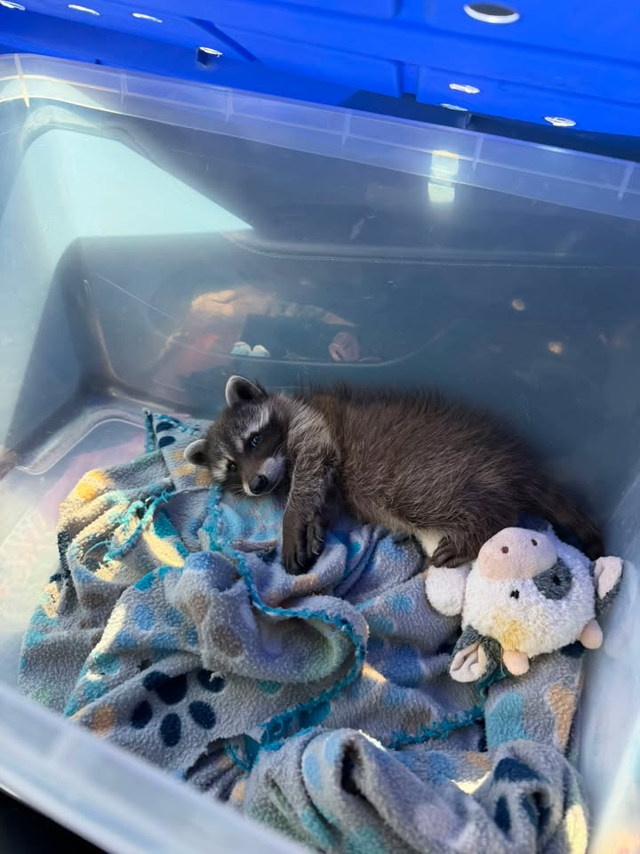 Ringtail Rescue & Sanctuary