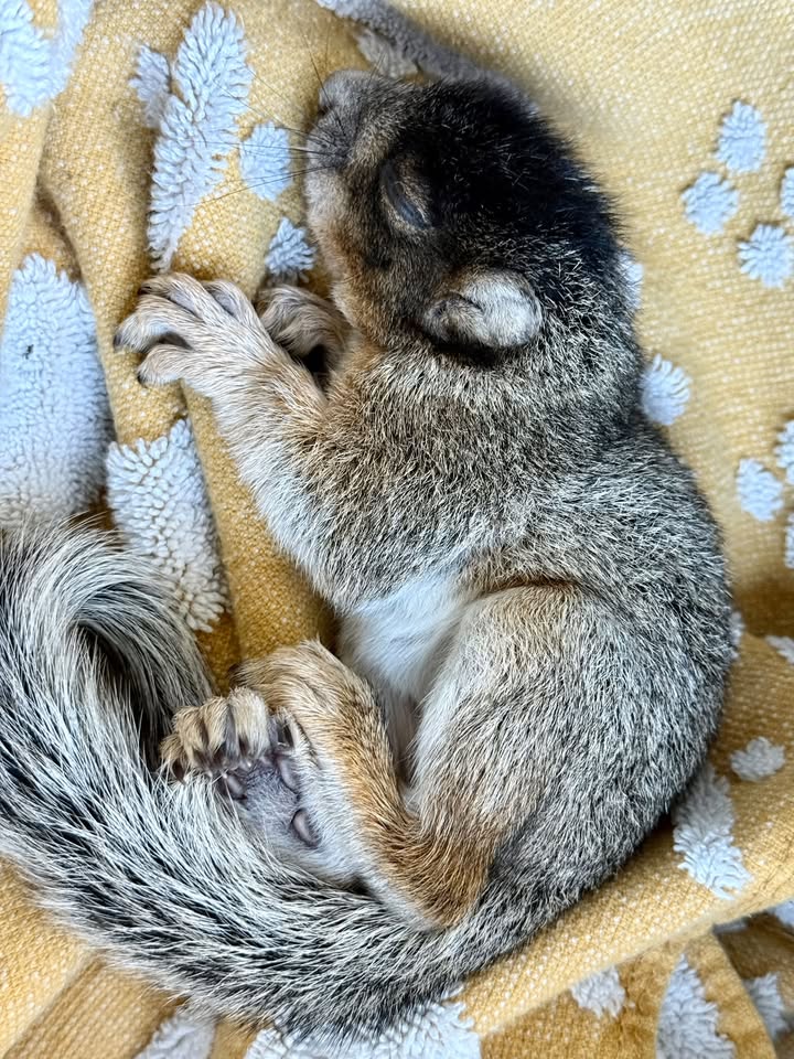 Ringtail Rescue & Sanctuary