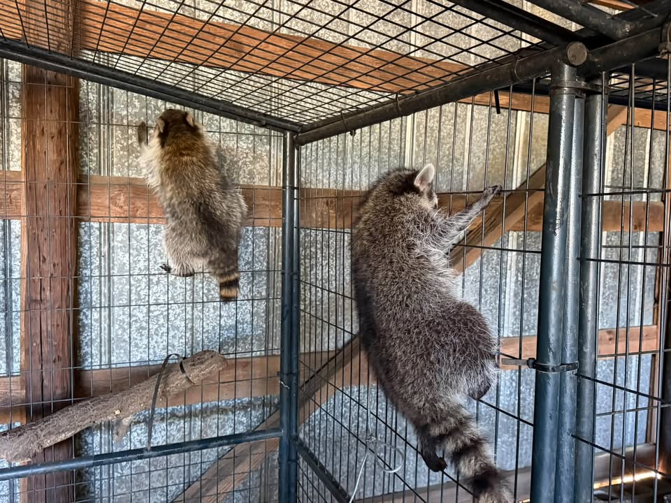 Ringtail Rescue & Sanctuary