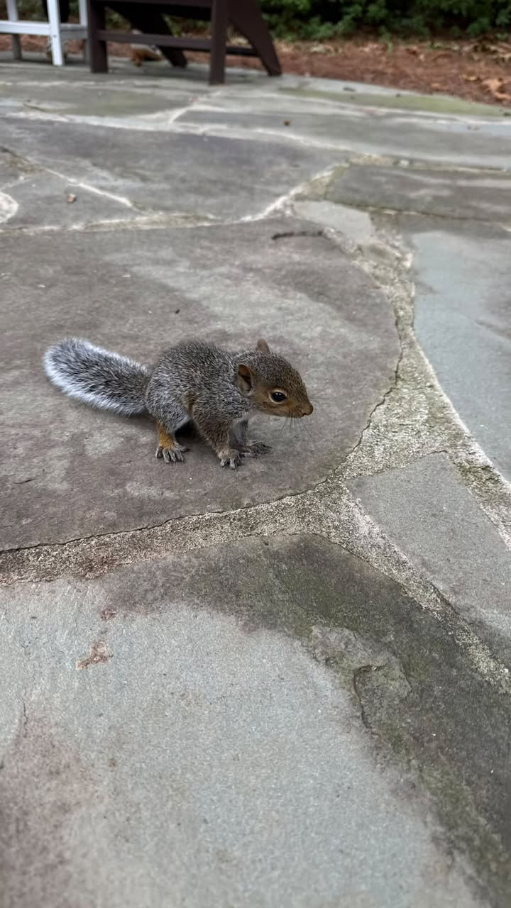 Ringtail Rescue & Sanctuary