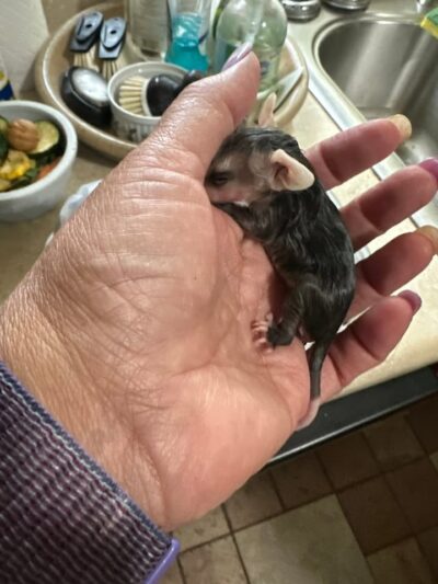 We have been busy busy!!! Flying squirrels,baby possums, baby squirrels, baby bunnies!! Almost time for baby raccoons… Thank you everyone for thinking of us when they find an orphaned or injured animal!!! 
Thank you also to everyone that supports us and donated to our baby registry on Amazon!!❤️❤️❤️❤️

#Wildlife 
#wildlifeanimals
#wildliferehabilitation
#wildliferescue