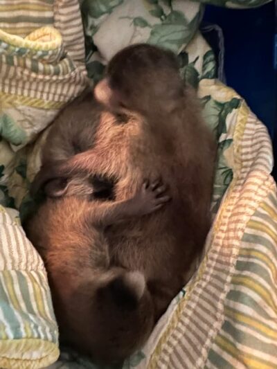 The first 3 of the season!!! 
All boys!
I need names!! 
#raccoons
#wildlife
#wildliferescue
#raccoon
#wildliferehabilitation
#wildliferehab