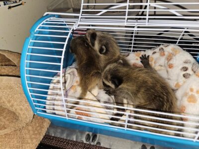 Need help transporting 4 baby raccoons for
 The Southport area! If anyone can help me today or tomorrow I would be willing to help with gas money!!